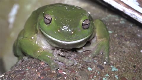 Tree Frog