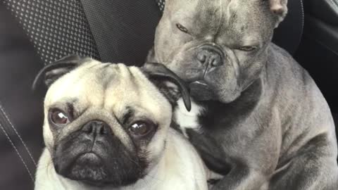 Two adorable doggies preciously cuddle during car ride