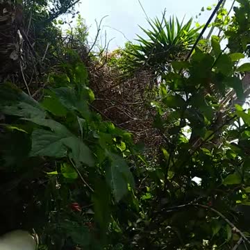 Dos morrocoys se aparean