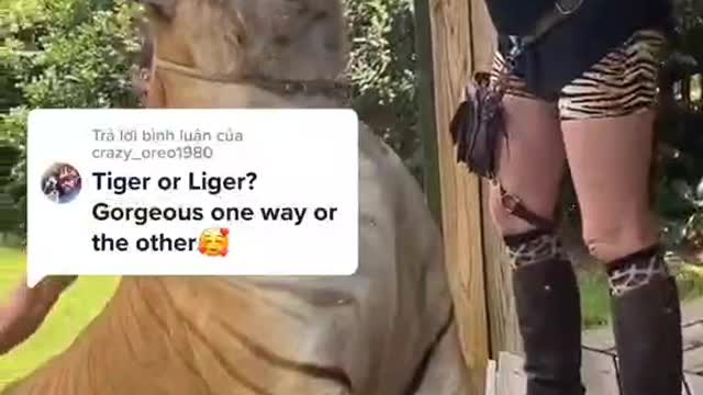 big cat drinking milk