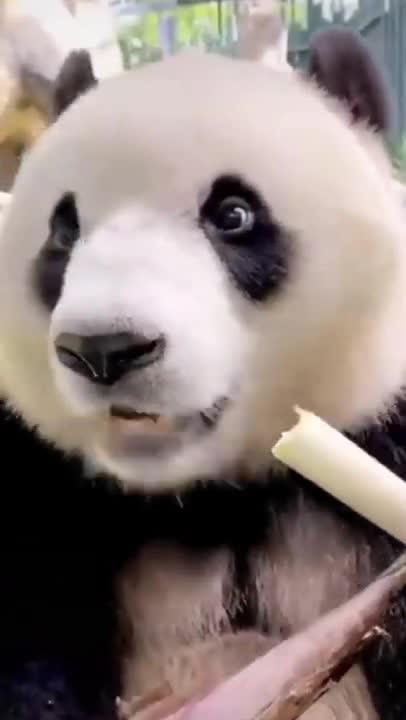 compiled of videos to makeyou happy, de-stress