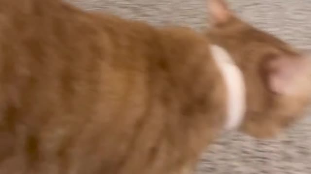 he comes back as soon as i say hi to pumpkin instead