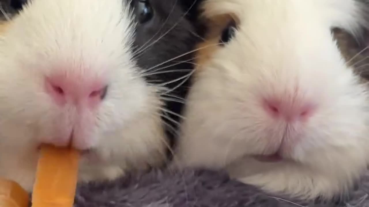 Cool_carrot_peels_._##guineapigs #pet