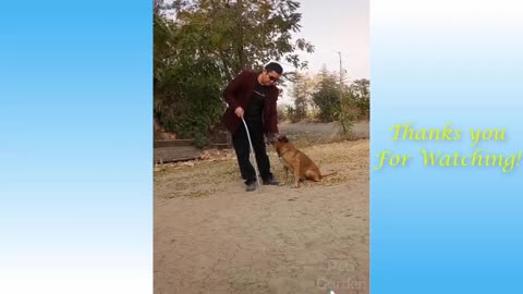 Funny videos with animals 2020