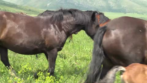 The horses guard the foal