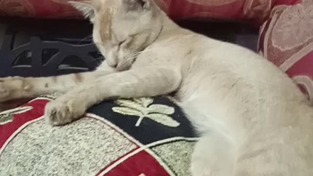 My little cat Alla sleeping place.