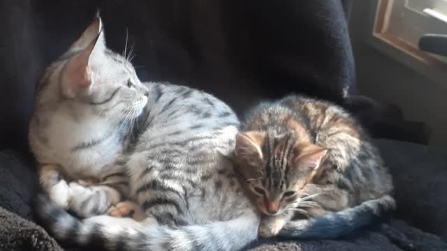 Sleepy kitties