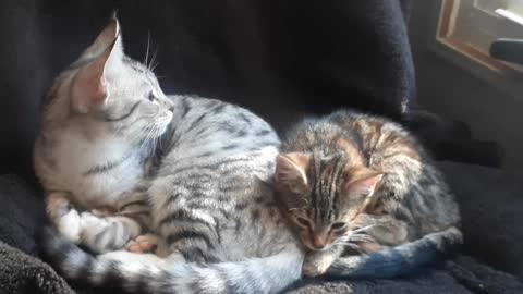 Sleepy kitties