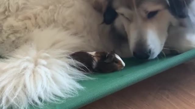 Gentle Giant And His Tiny Guinea Pig Friend