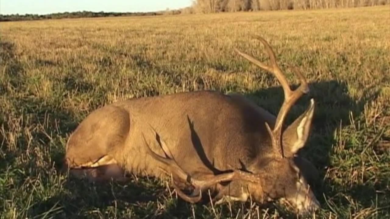 336 yard shot on a great muley!