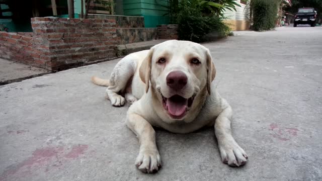 labrabor dog is bast dog