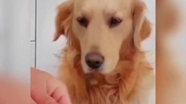 Dog mama funny video vare nice