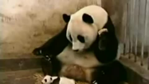 Viral Panda mom looking is son Farting !