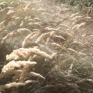 Feather grass in a large garden