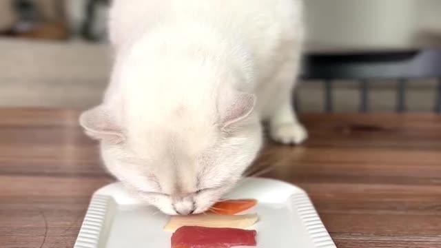 Kitty eat fish।।