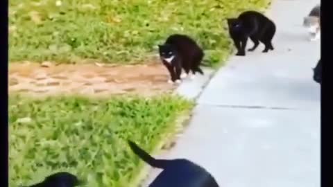 Gangster Cats
