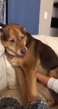 Owner tickles dog and dog makes a strange sound like it's laughing.