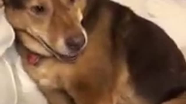 Owner tickles dog and dog makes a strange sound like it's laughing.