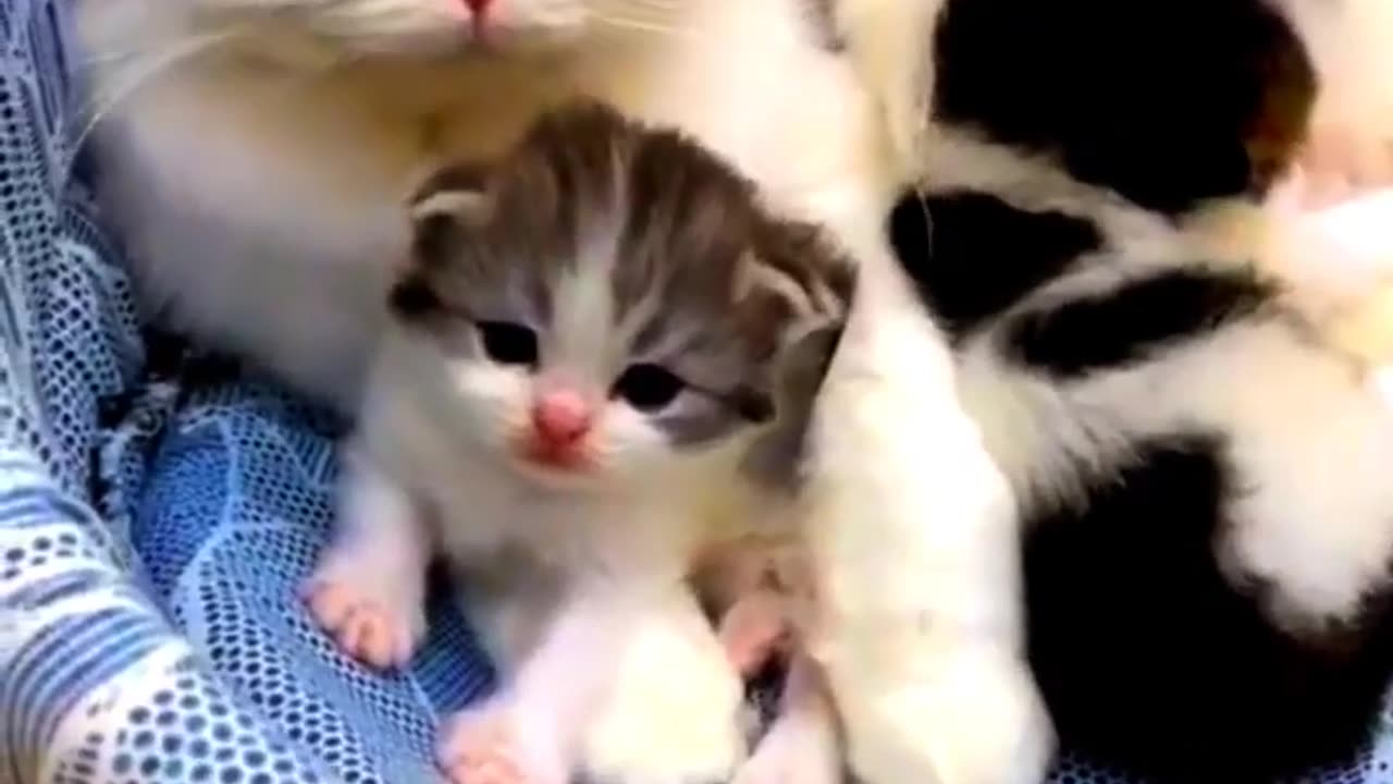 Cute Kitten Pets Lover