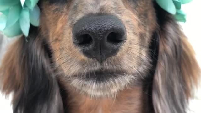 Brown dog wears teal flower crown