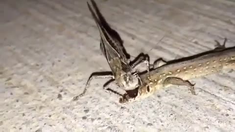 omg it's so scary.....
