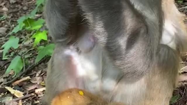 Cute Monkey China & Funny Love monkey| Animals Love