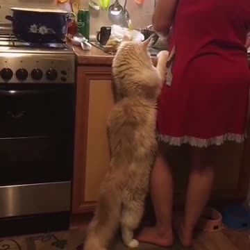 o gato quer comidaa