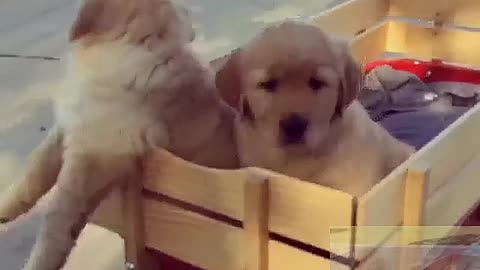 Two dogs go for a ride