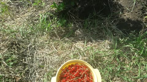 Last harvest of red currants