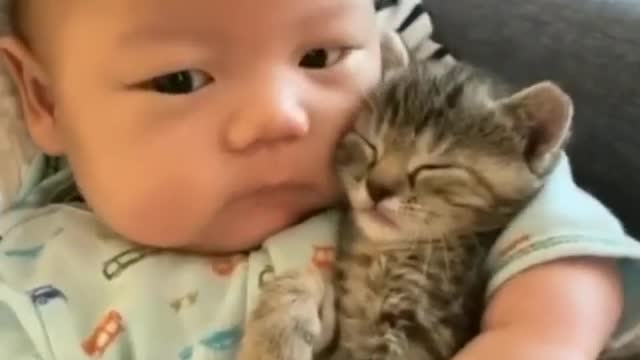 cats love babys