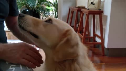 Dog getting neck massage says Don't stop!