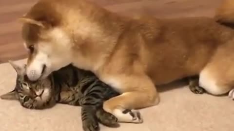 lovely pets