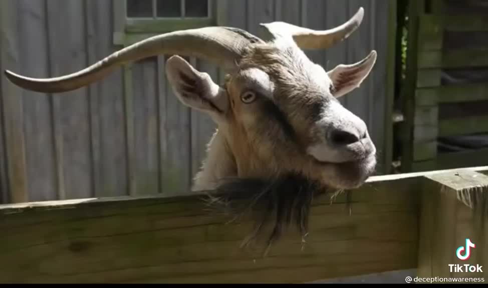 I THOUGHT WE ALREADY WENT TO THE MOON!