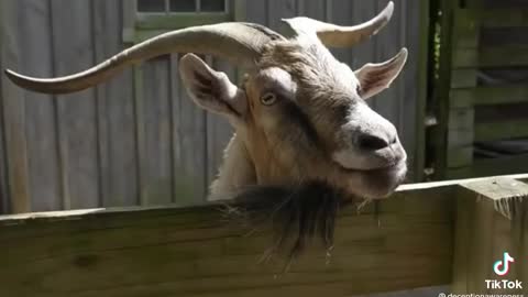 I THOUGHT WE ALREADY WENT TO THE MOON!