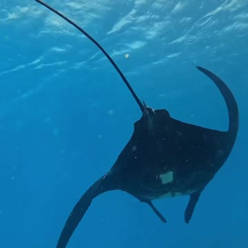 Fish In The Water #Fish_In_The_Water #animals_Nuture #fish