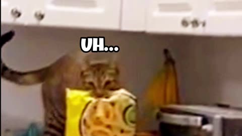 Hilarious Cat Thinks He's Slick Stealing A Bag Of Chips 😂😂😂