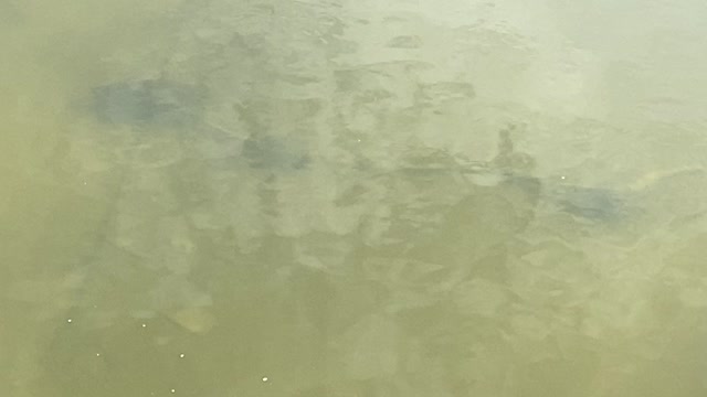 Minnows of the Humber River 53