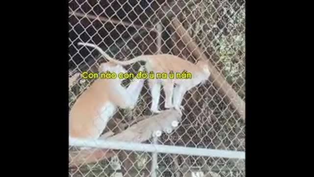 Animals funny video