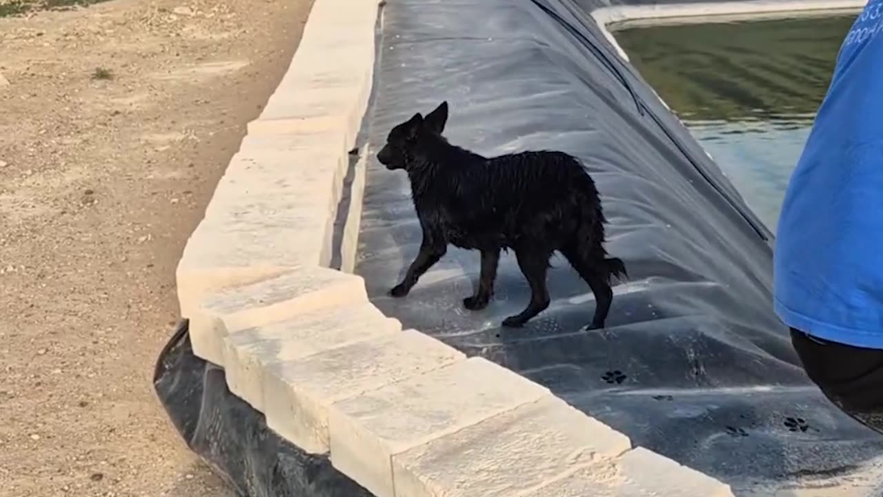 Dog Rescued From Water Basin