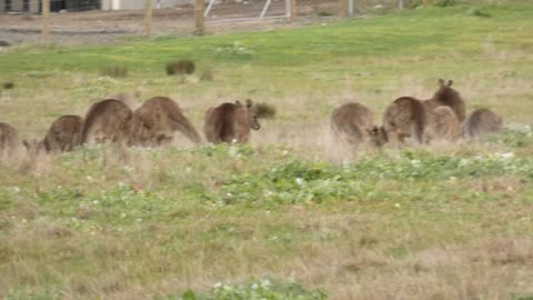 Kangaroos Melbourne Australia