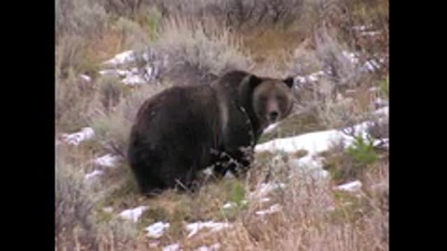 Wildlife Viewing in Grand Teton National Park