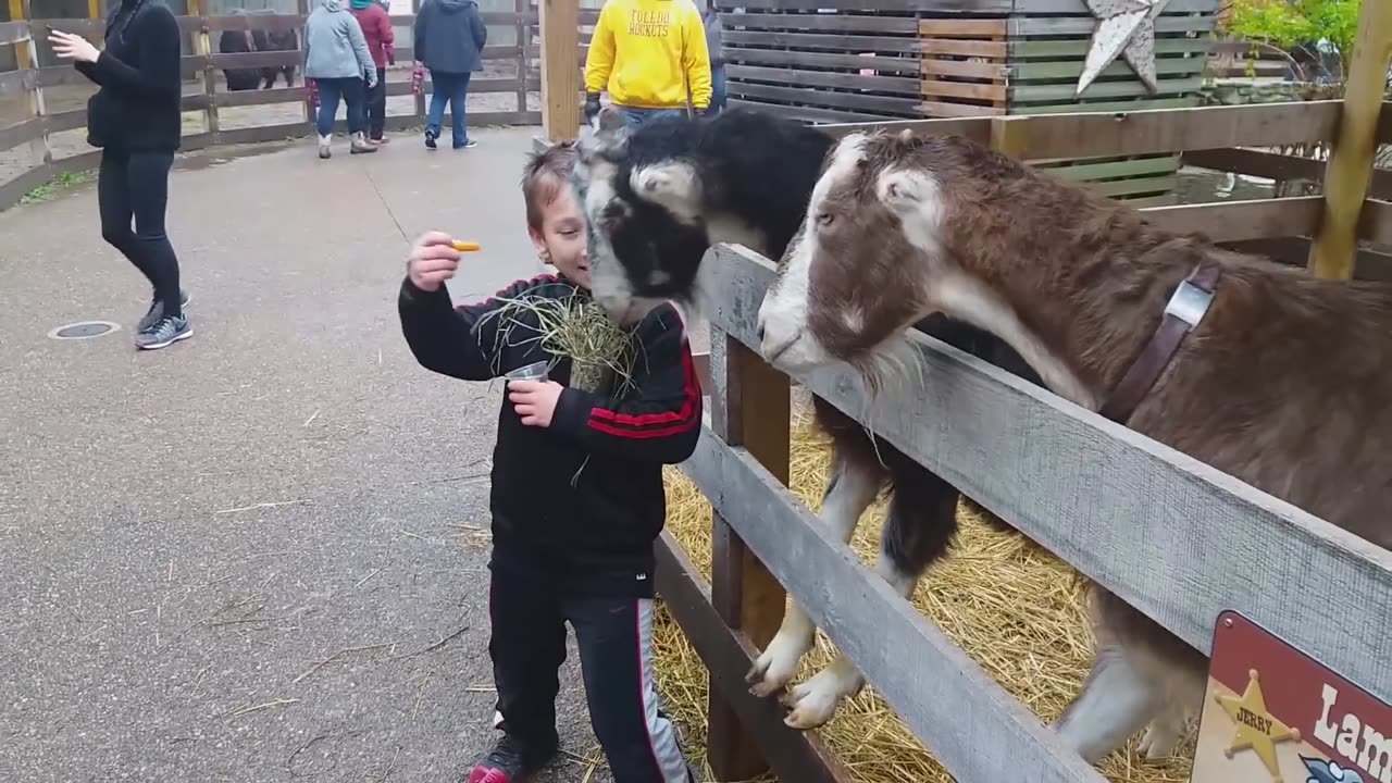 TRY NOT TO LAUGH - Funny Babies At The Zoo - LAUGH TRIGGER