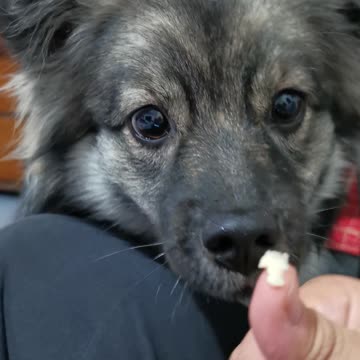 Adorable puppy tries blue cheese and gets absolutely mind blown