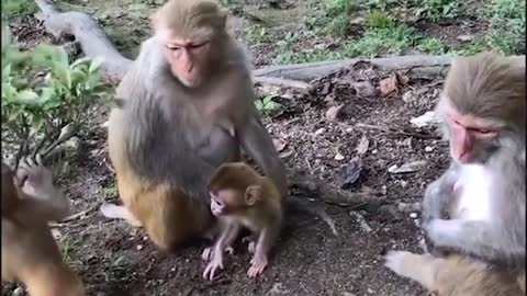 Videos of cute monkeys