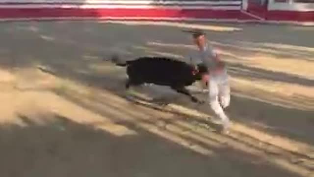 Bullfighter has terrifyingly close call with angry bull