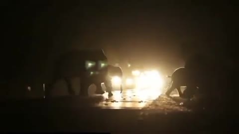 Elephants cause traffic jam crossing busy road in Nepal