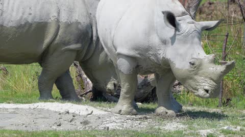 Rhino pairs are grazing on swamp land