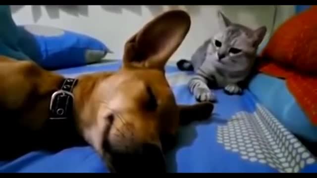 The cat hits the dog on the head for the fact that the dog farted)))