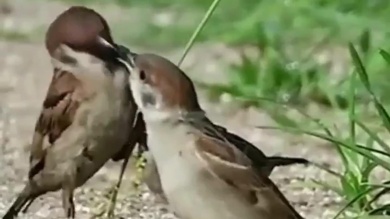 Mother Can Do Anything For Children #shorts #shortvideo #video #virals #videoviral
