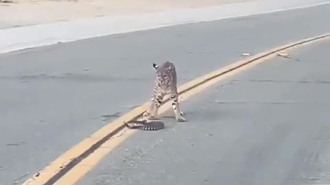 Terrible face-off between lion and cobra. You would never have seen it.